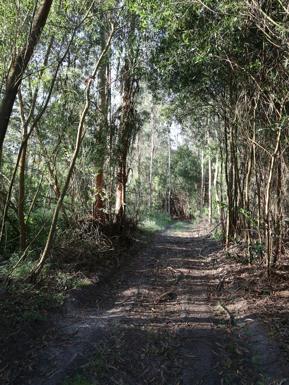 brown pathway between green trees during daytime