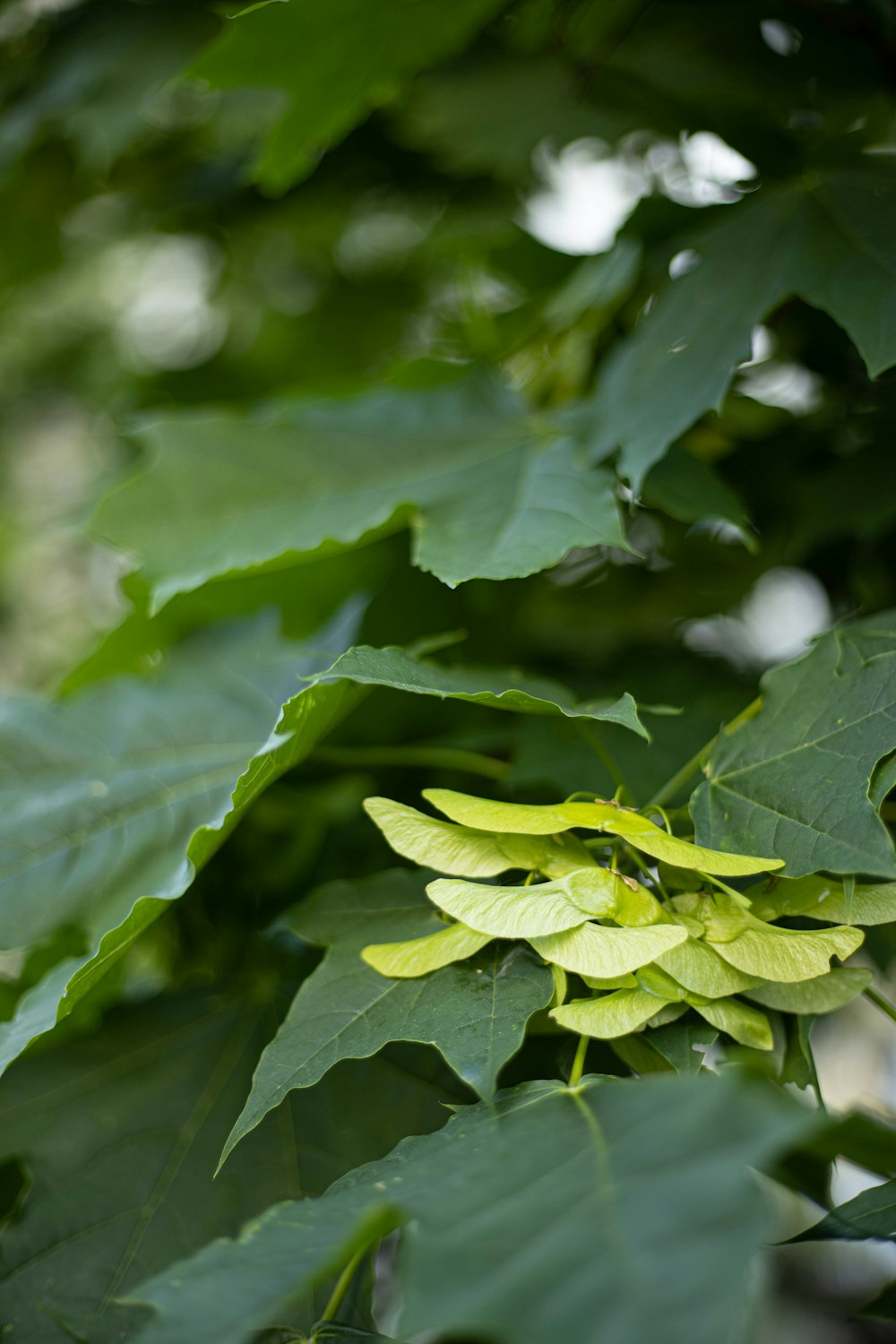 green leaf in macro photography