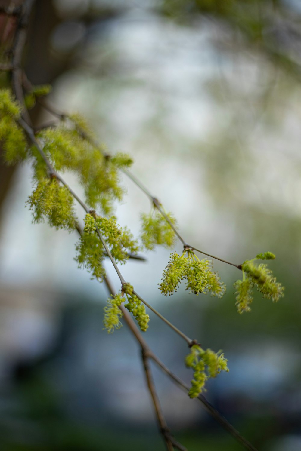 green leaf plant in close up photography