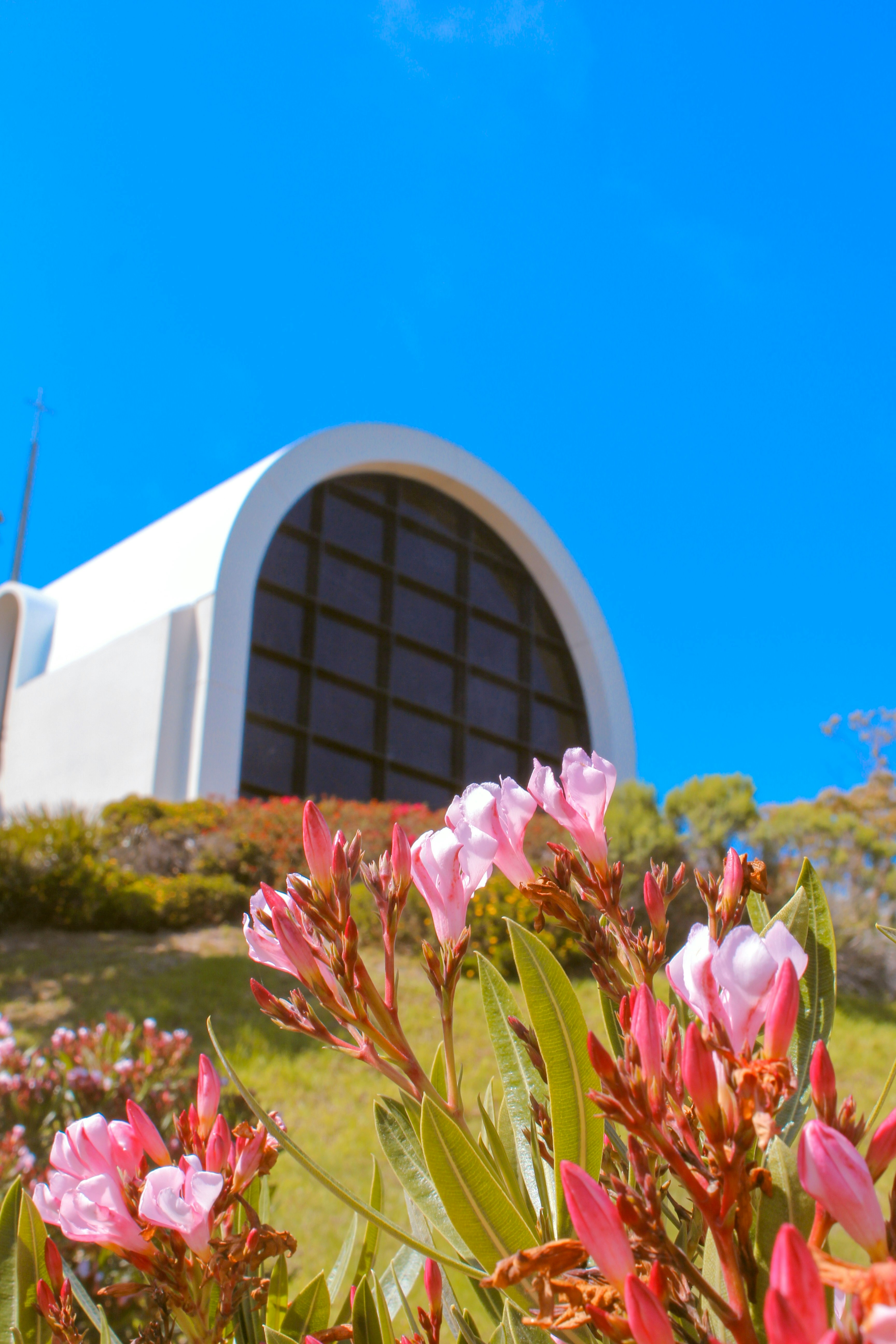 pink and white flowers near white concrete building during daytime