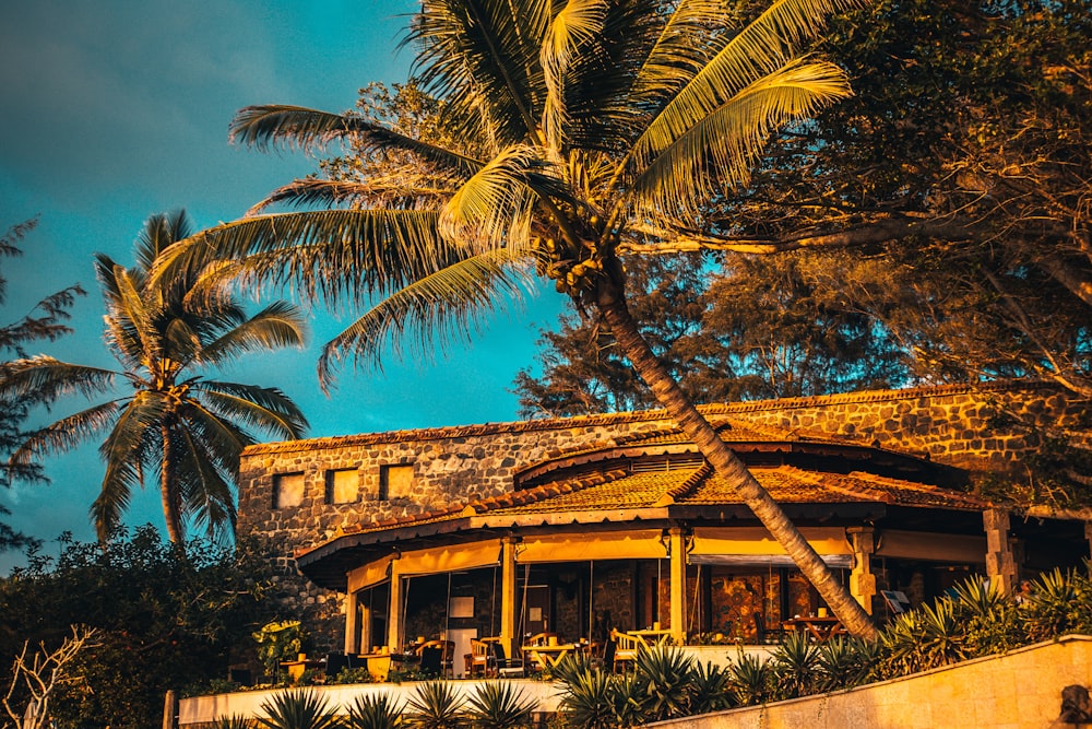 brown wooden house surrounded by palm trees