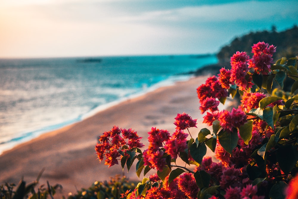 red flowers on beach shore during daytime