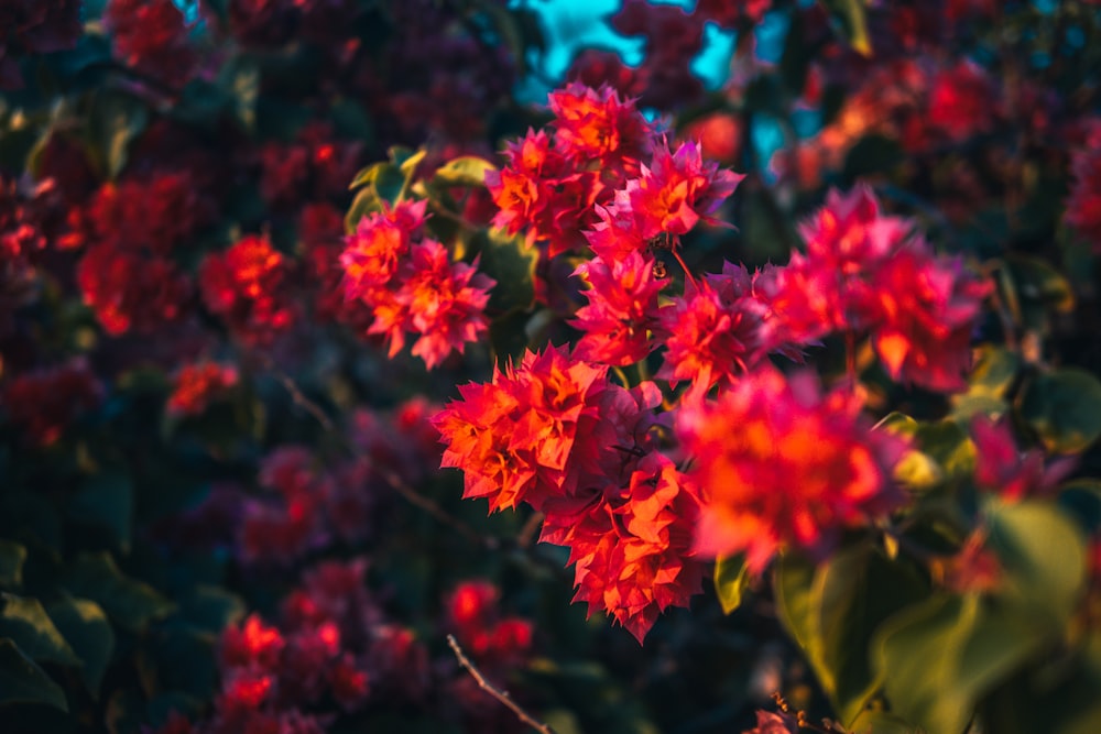 red flowers in tilt shift lens