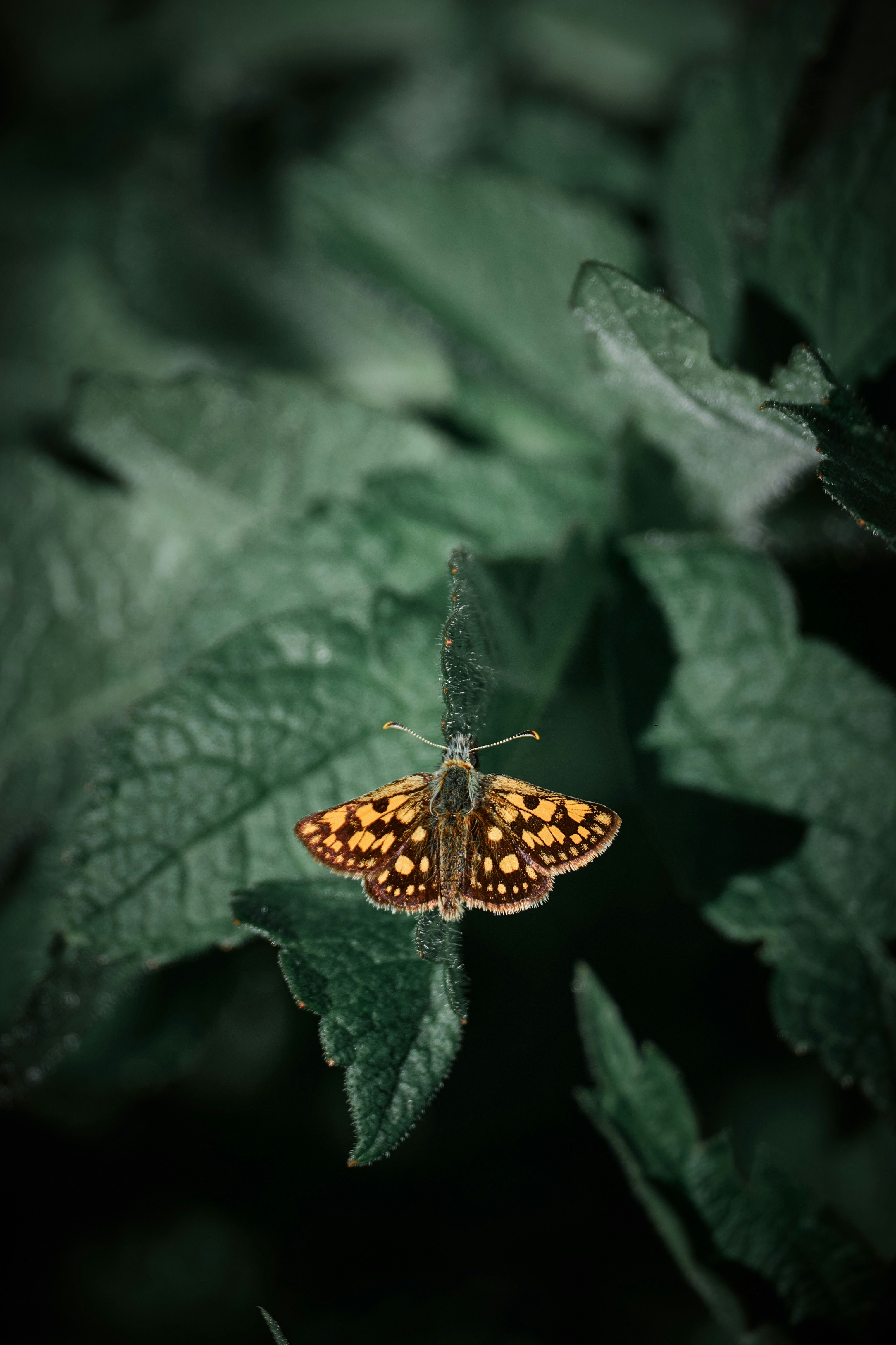 Photo by rolf_schmidbauer