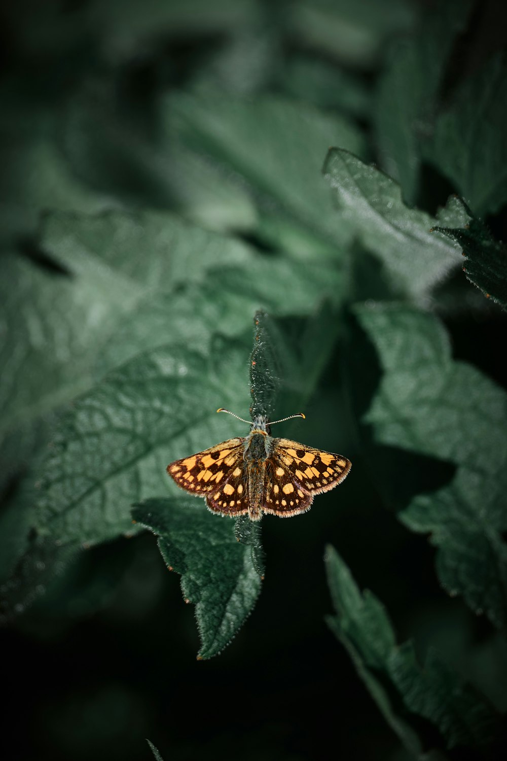 brown and black butterfly on green leaf