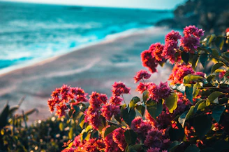 Close-up of colorful tropical flowers framing a serene beach background.