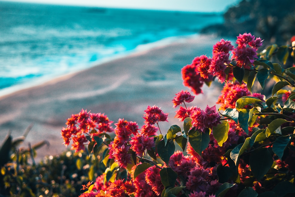 A vibrant floral arrangement by the beach.