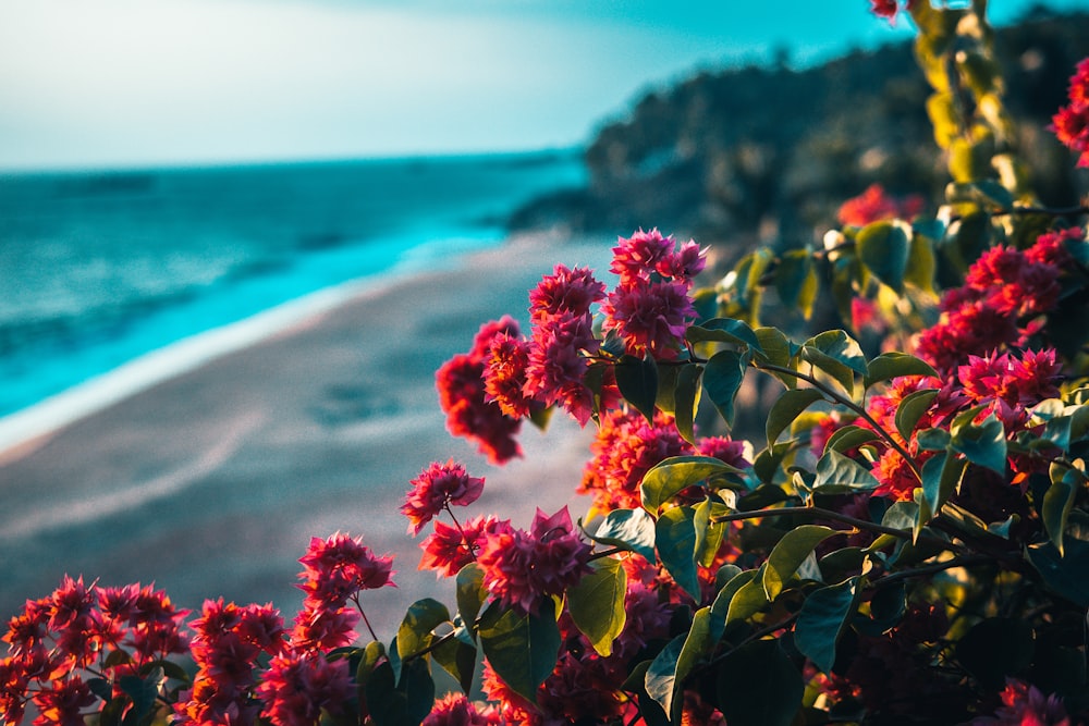 red flowers near body of water during daytime