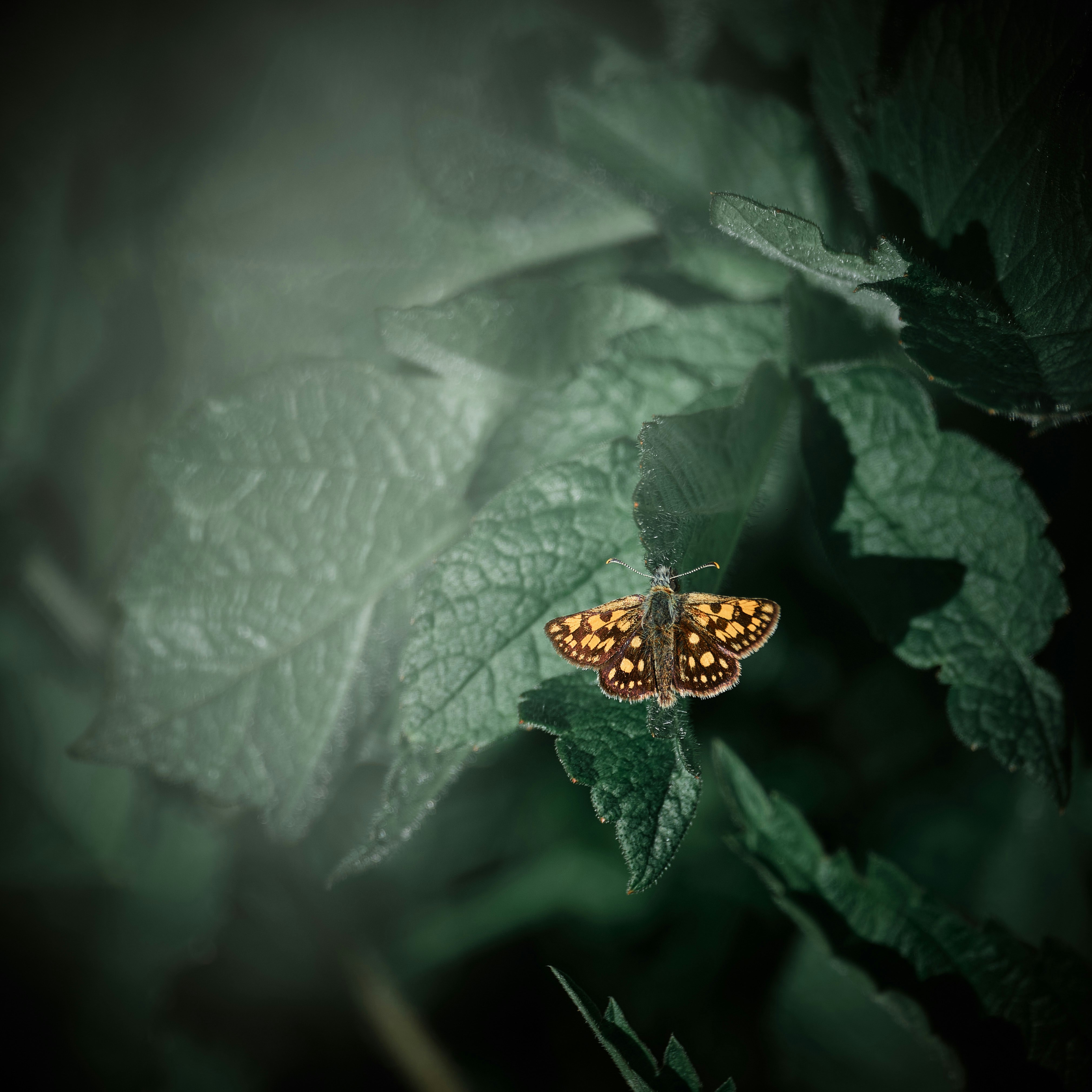 Photo by rolf_schmidbauer