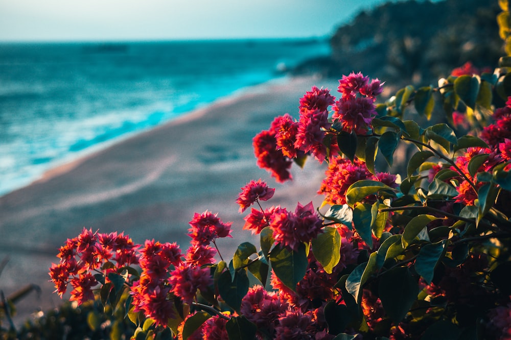 flores vermelhas perto do corpo de água durante o dia