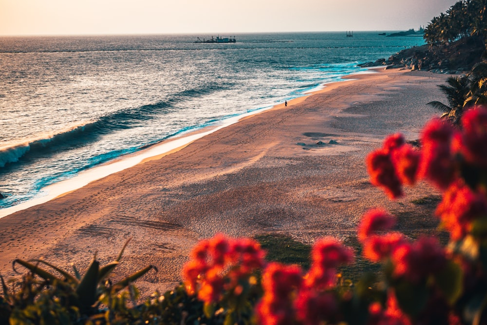 red flowers on beach shore during daytime