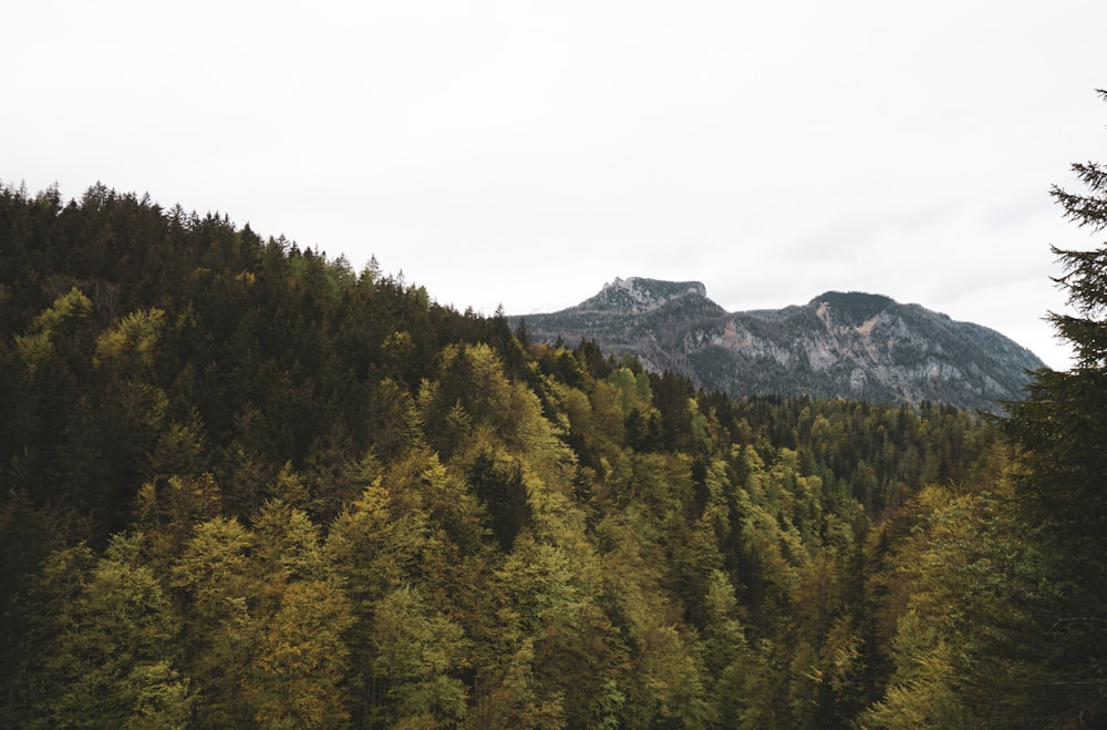 green trees on mountain under white sky during daytime