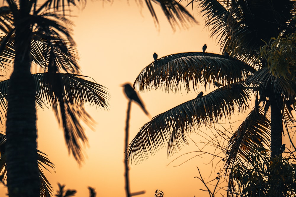 Palmera de coco durante la puesta de sol