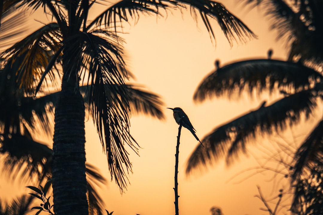silhouette of bird perched on palm tree during sunset