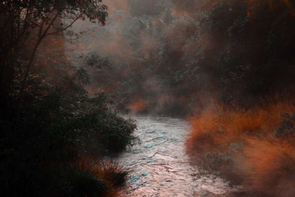 green trees beside river during daytime