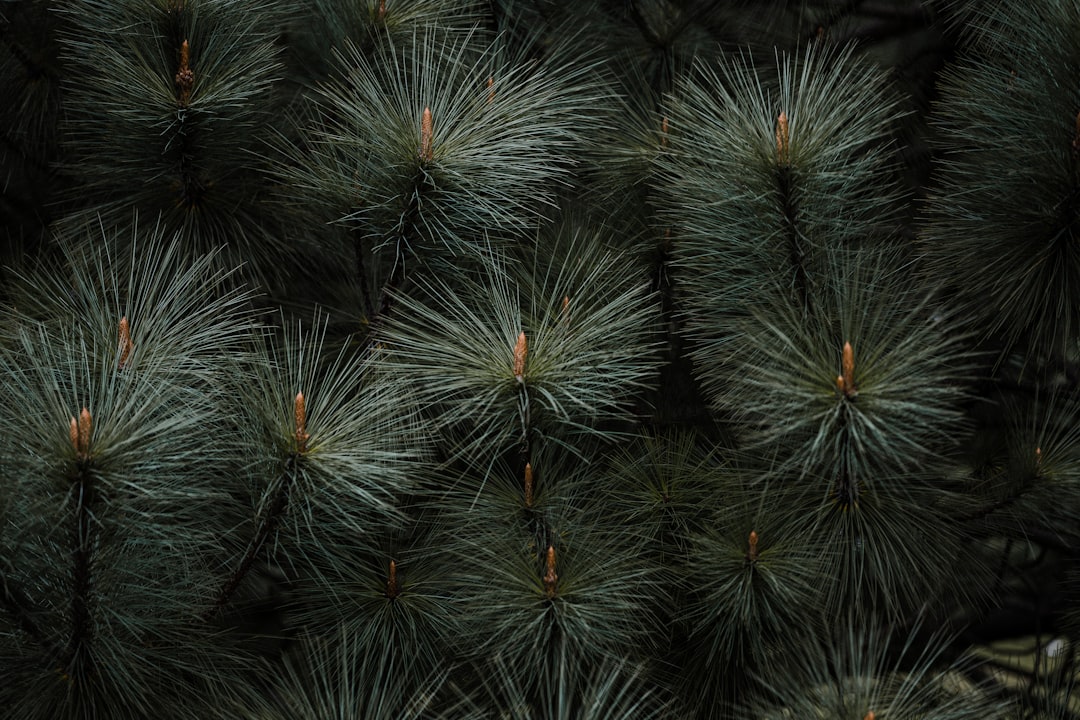 green pine tree in close up photography