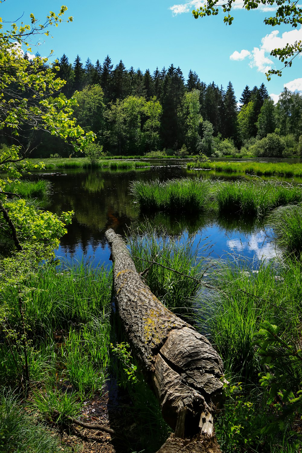 green grass and trees beside river during daytime