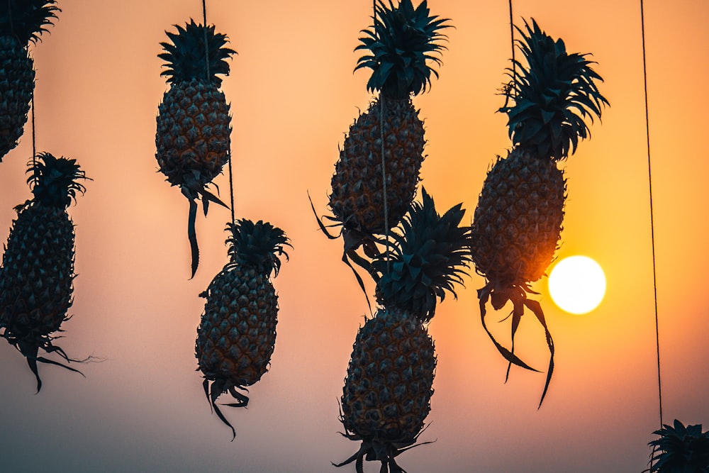 pineapple fruit with orange fruit