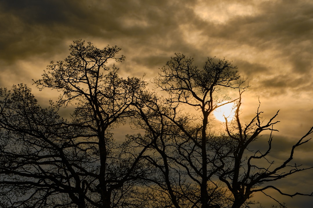 silhouette of trees under cloudy sky