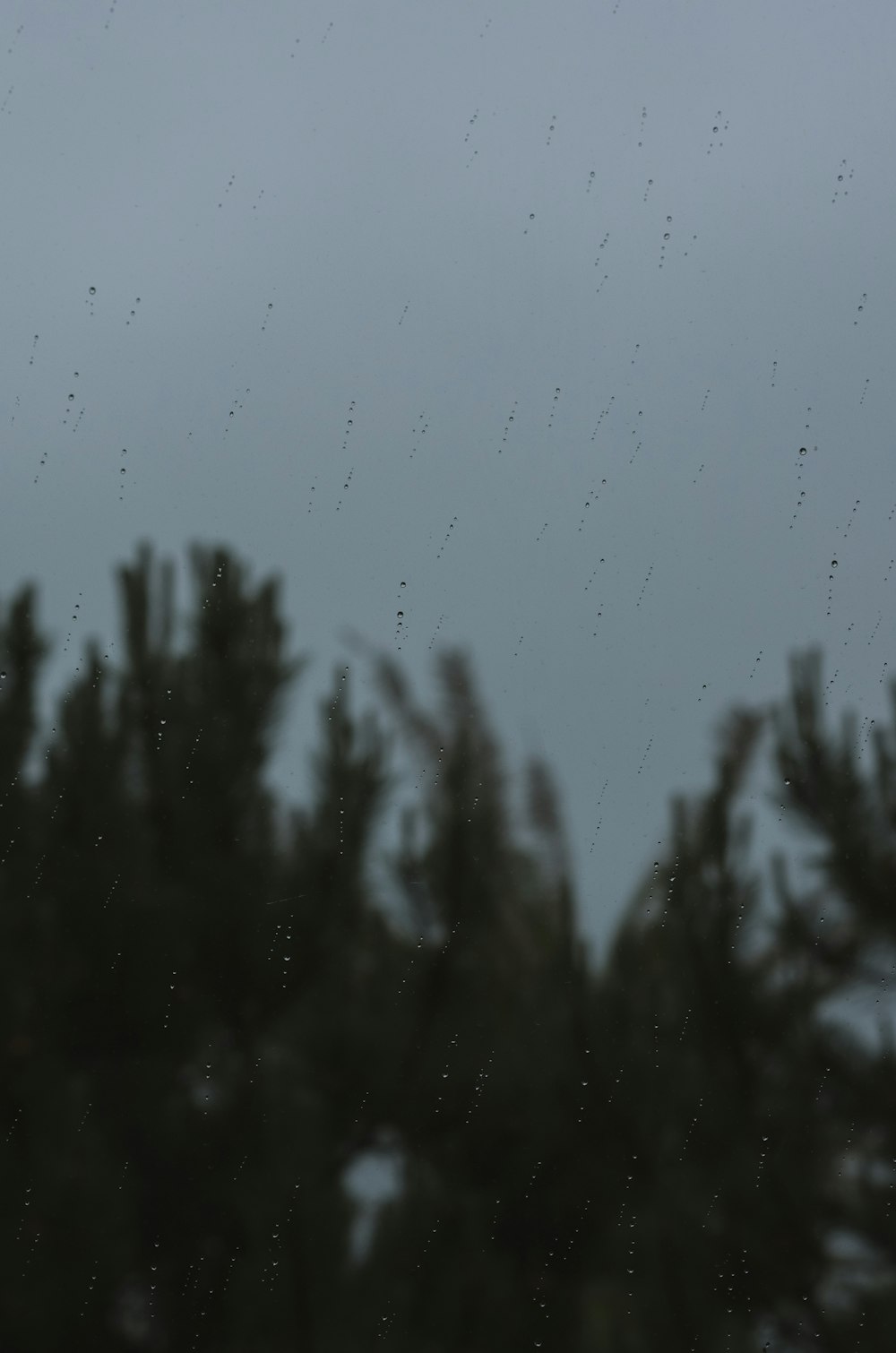 green pine tree under gray sky