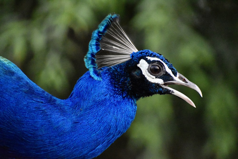 blue peacock in close up photography