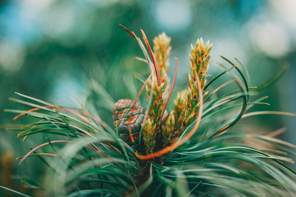 green and brown plant in close up photography