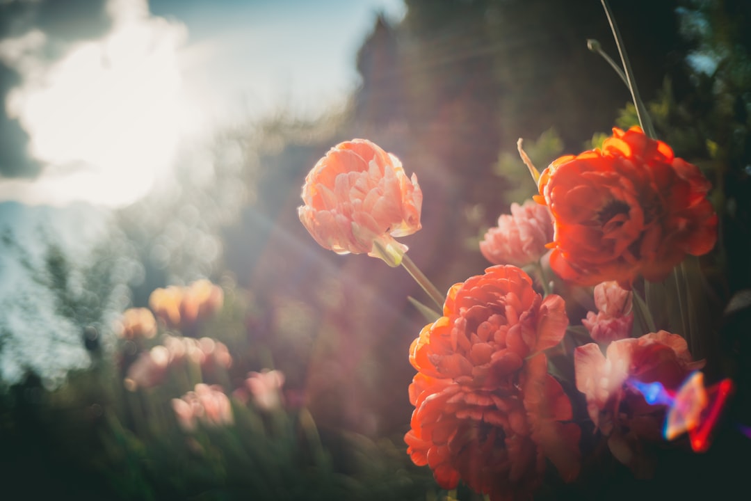 red flower in tilt shift lens