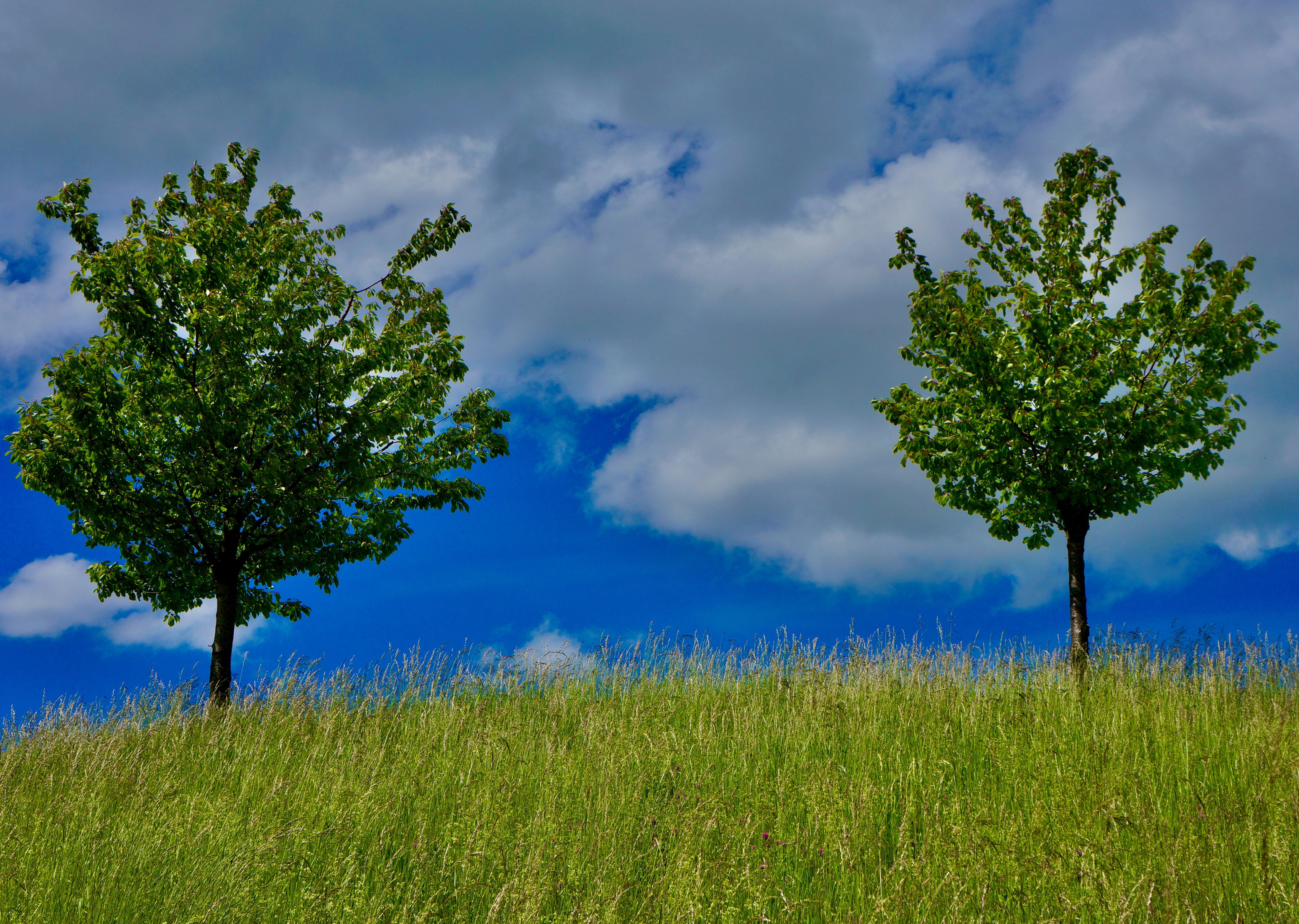 Photo by peterburdon