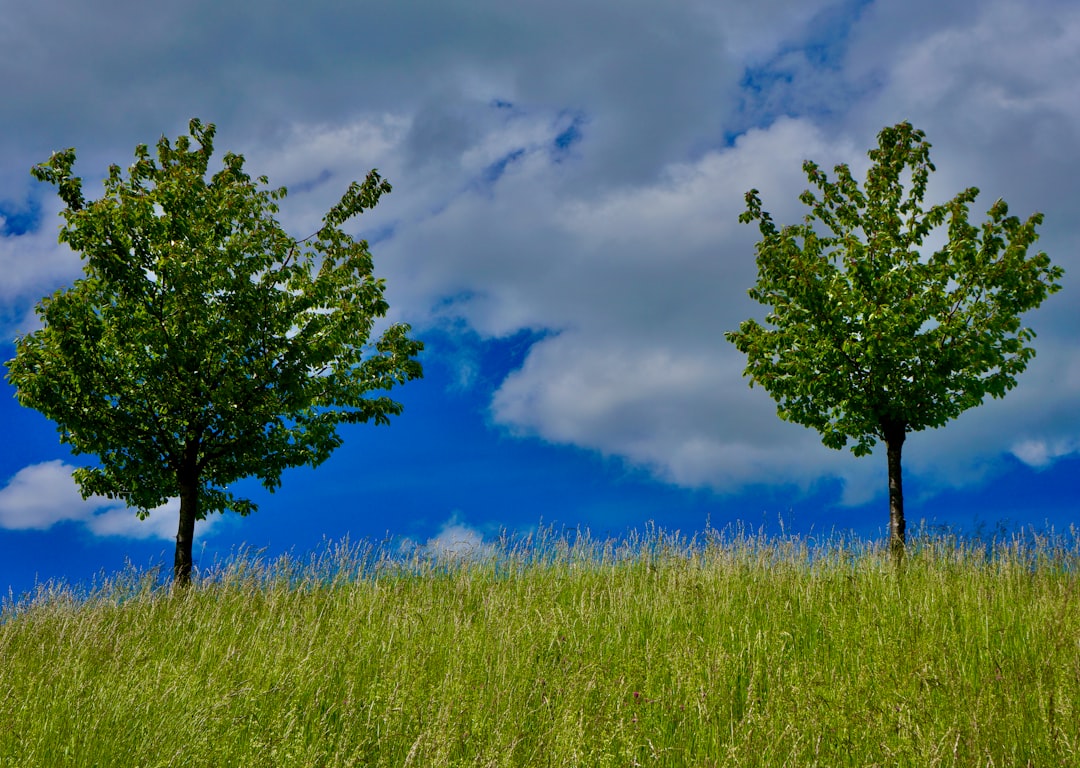 green tree on green grass field under blue sky and white clouds during daytime