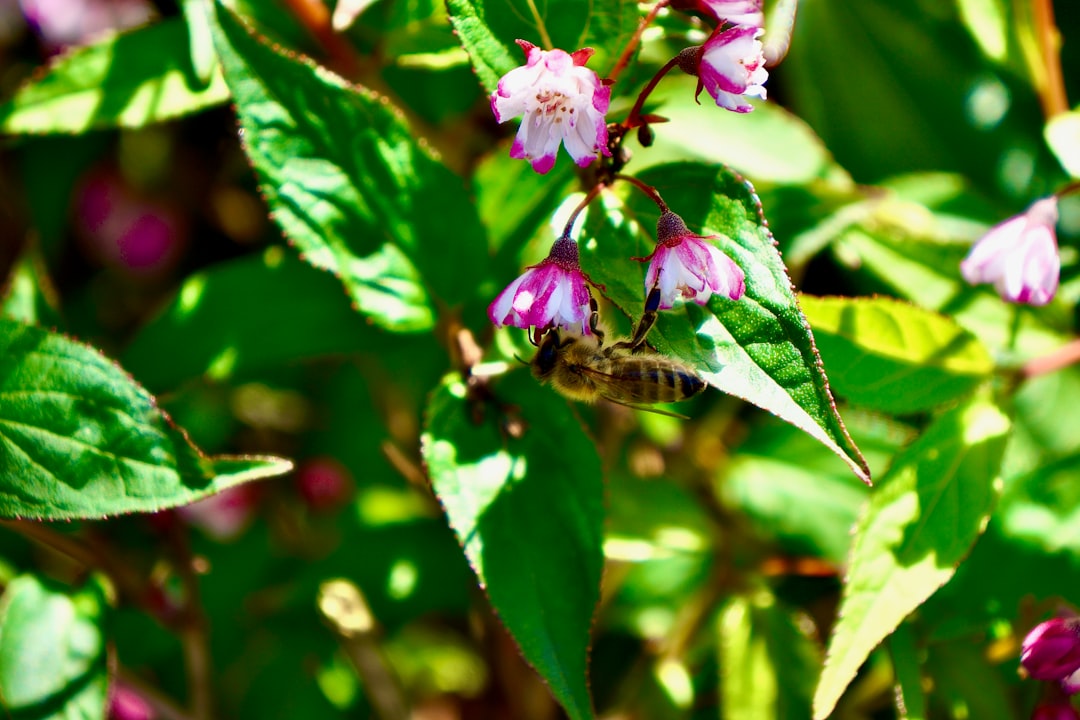 bee on pink flower in tilt shift lens
