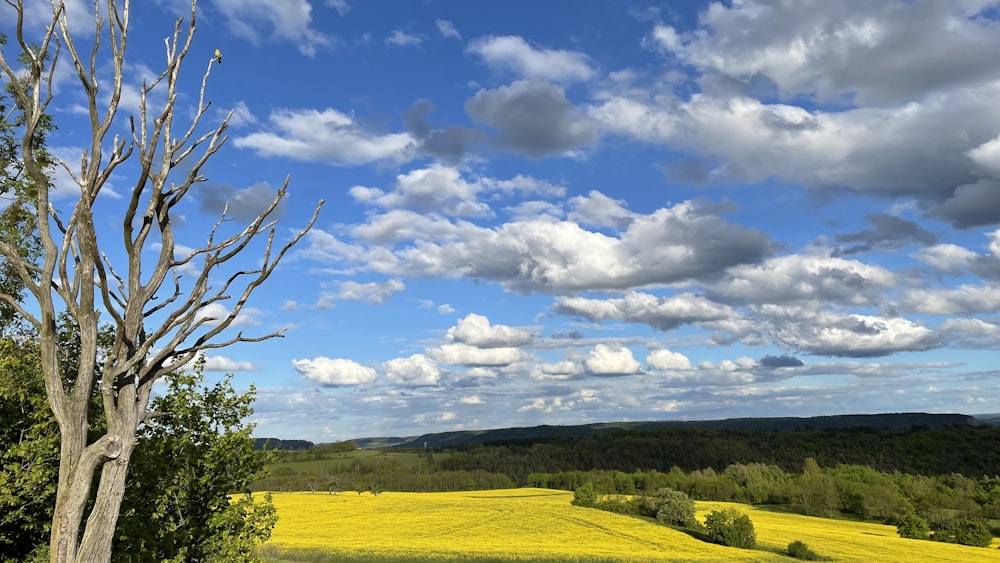 leafless tree on green grass field under blue sky and white clouds during daytime