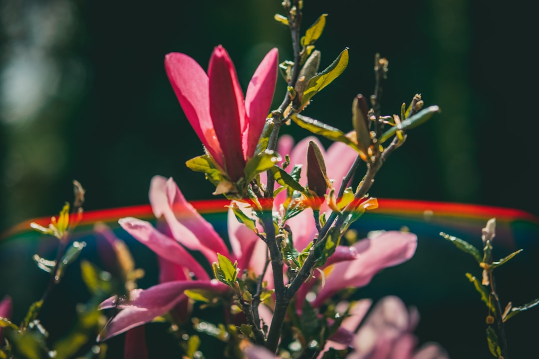 pink and yellow flower in tilt shift lens