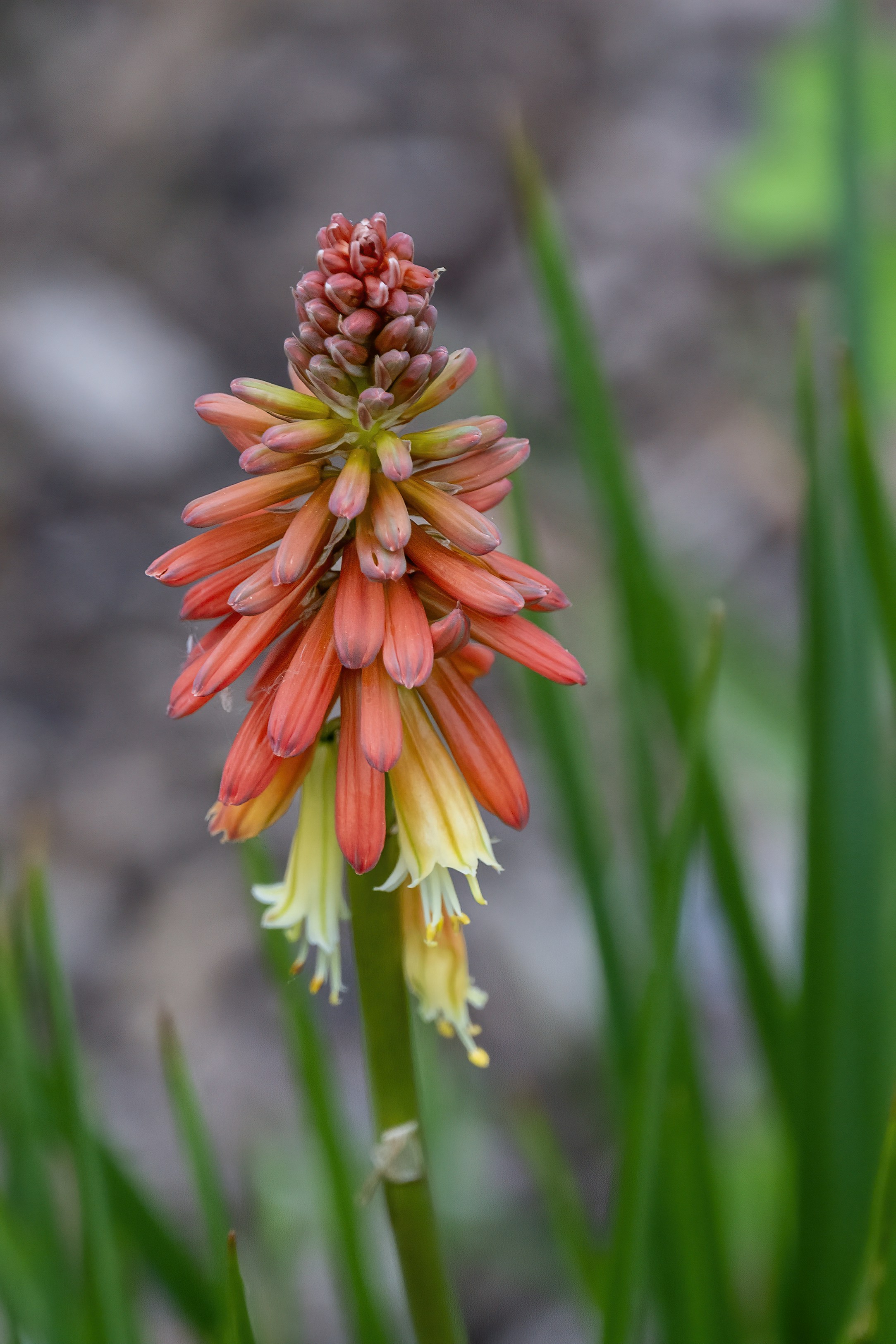 Photo by cholewinski