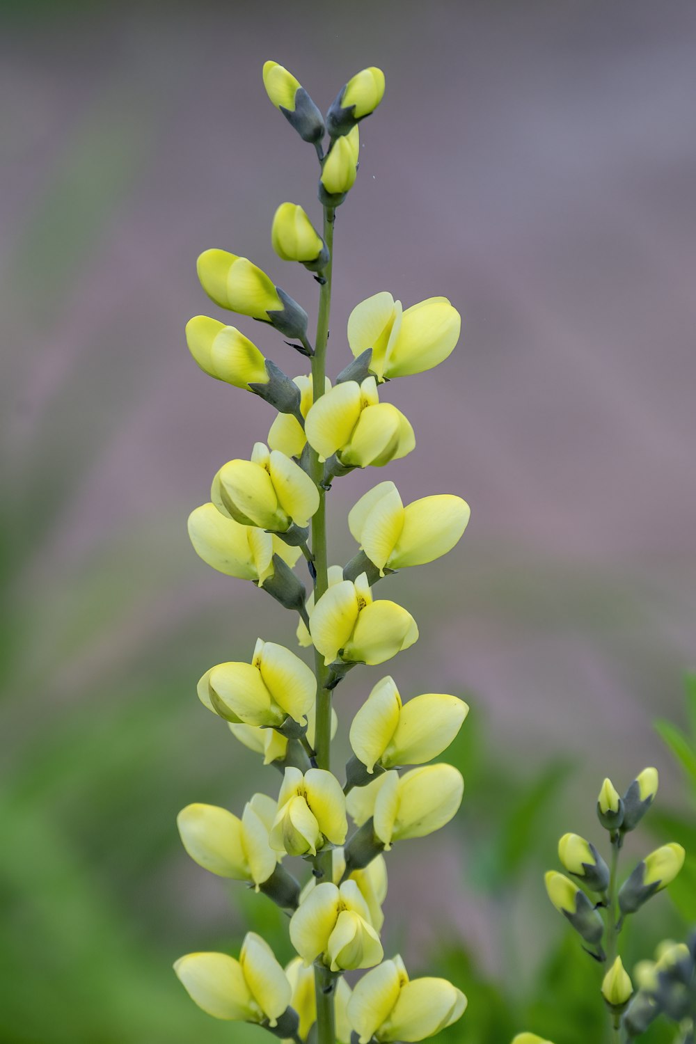 yellow flower in tilt shift lens