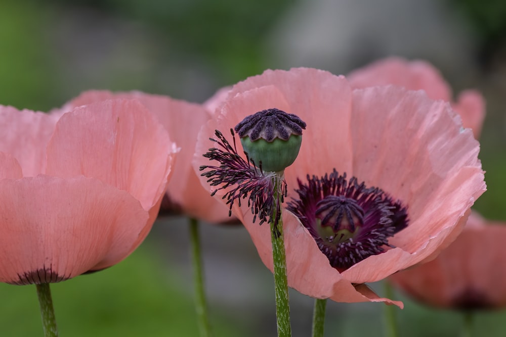 pink flower in tilt shift lens