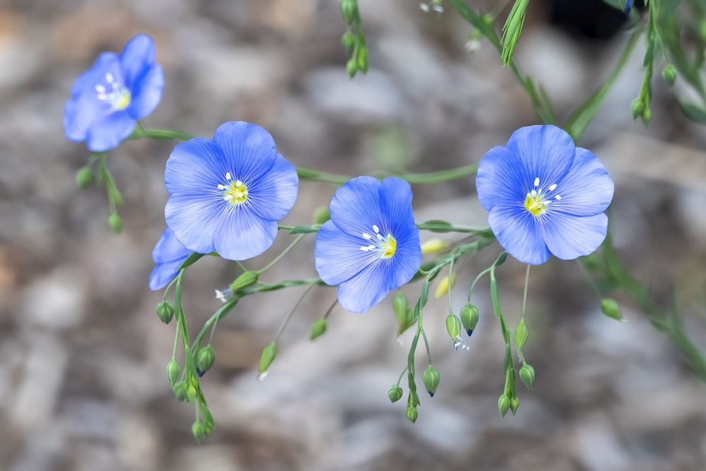 Fleur bleue dans une lentille à bascule décentrement