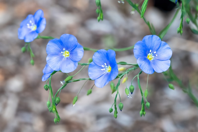 Flax Bourton