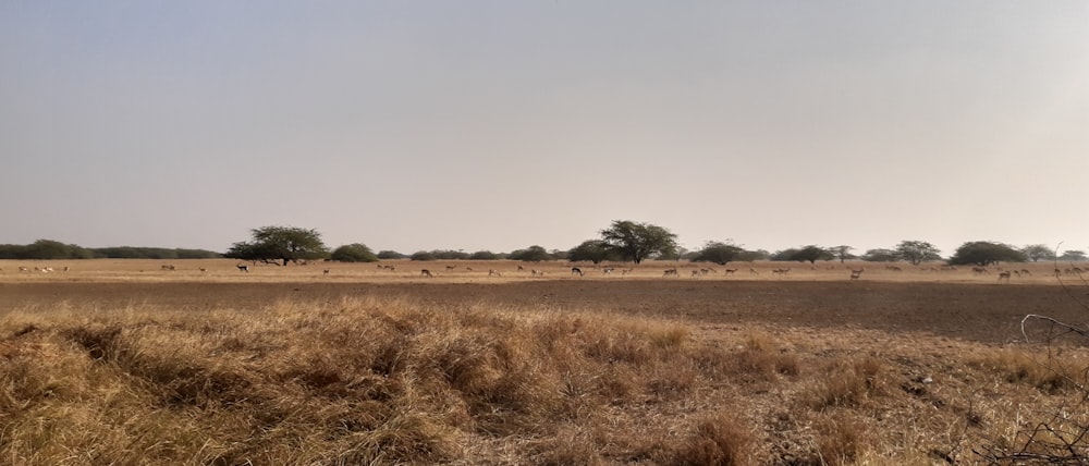 brown grass field under gray sky