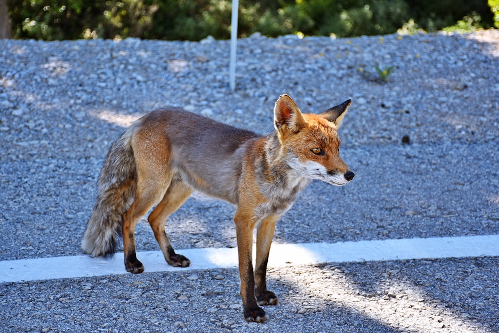 brown fox on gray concrete road during daytime