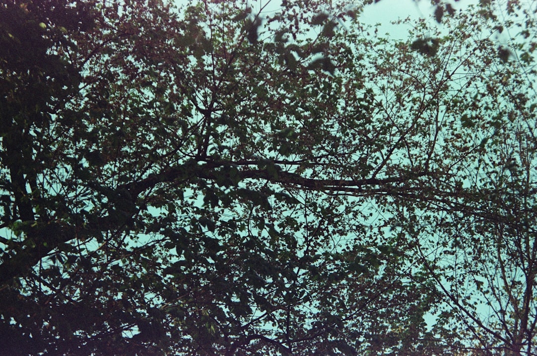 green tree under blue sky during daytime