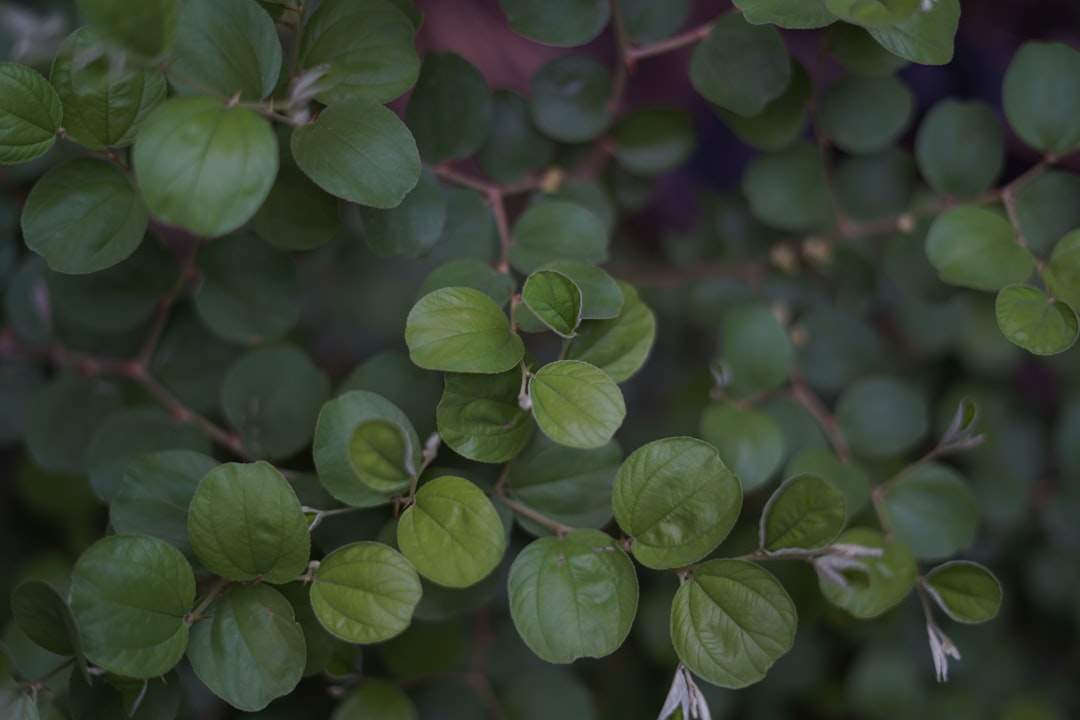 green leaves in tilt shift lens