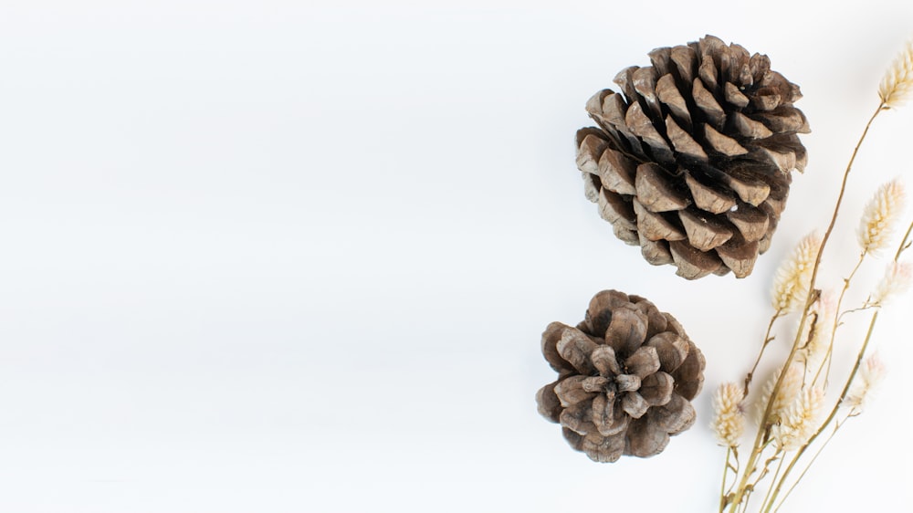 brown pine cone on white background