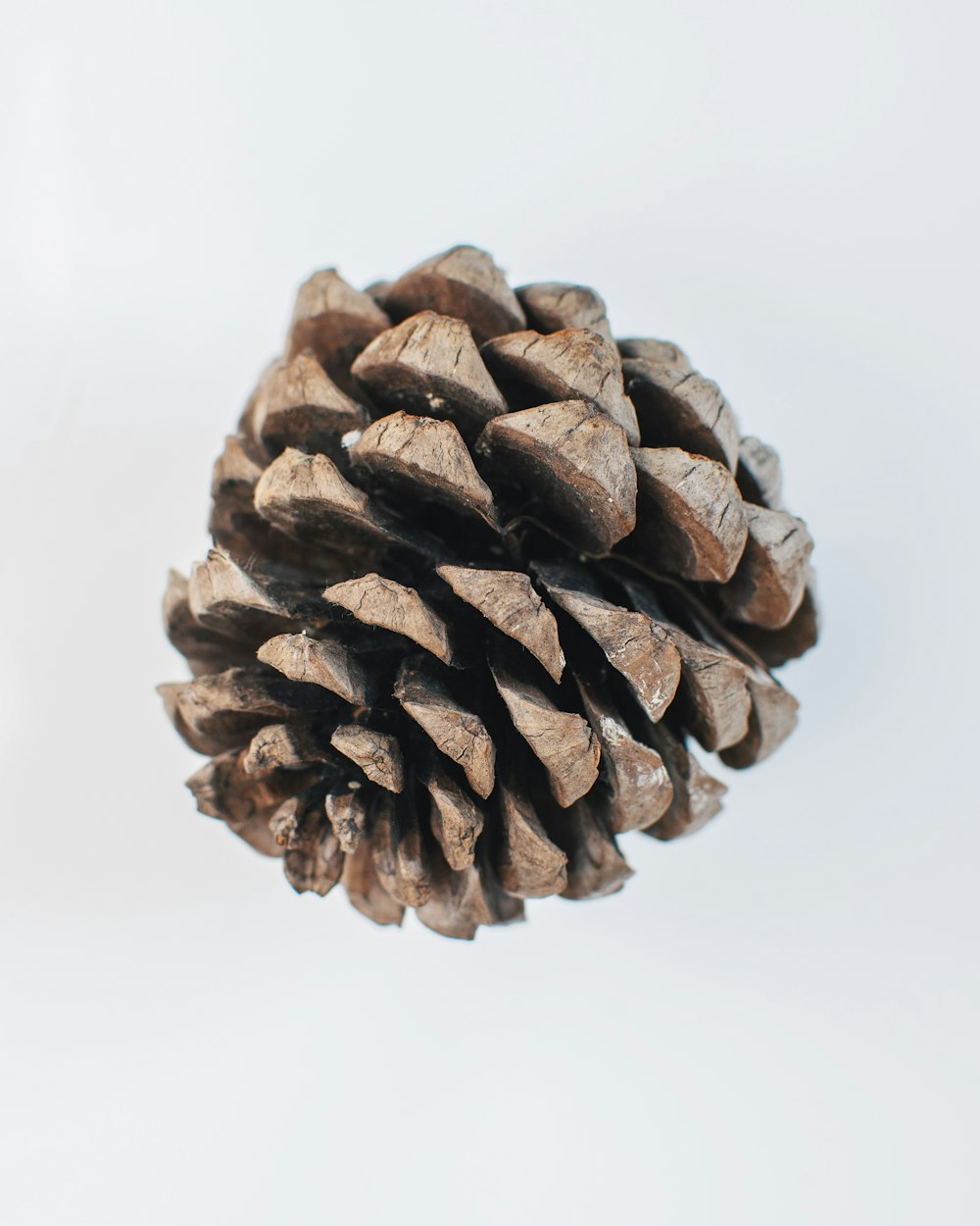 brown pine cone on white surface