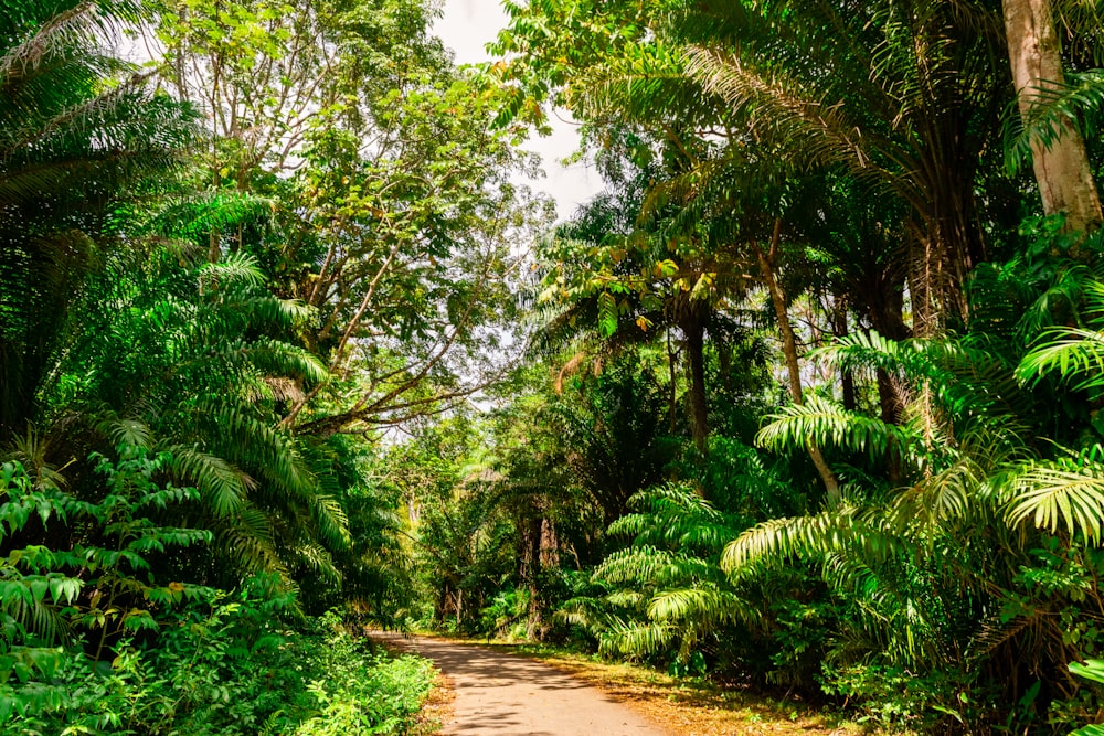 alberi verdi vicino al sentiero marrone durante il giorno