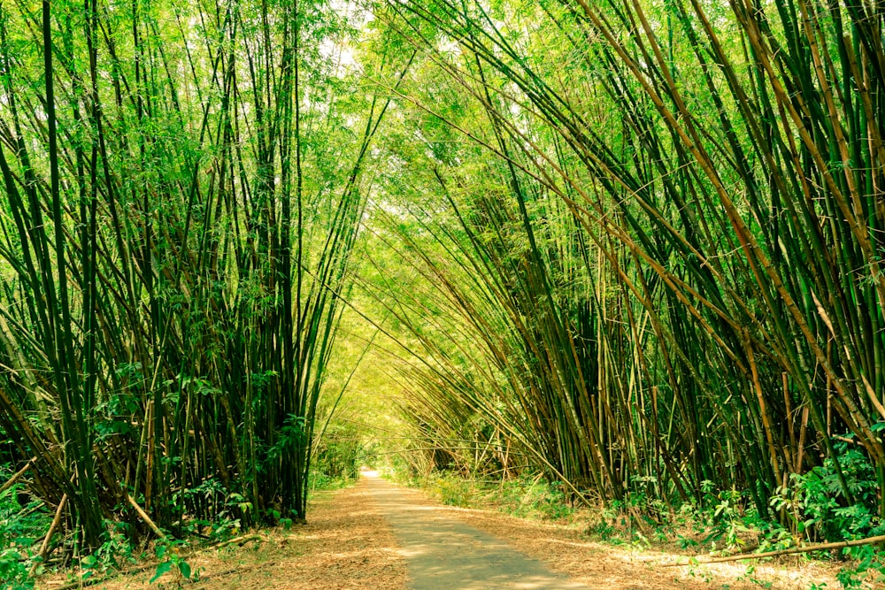 chemin de terre brun entre l’herbe verte pendant la journée