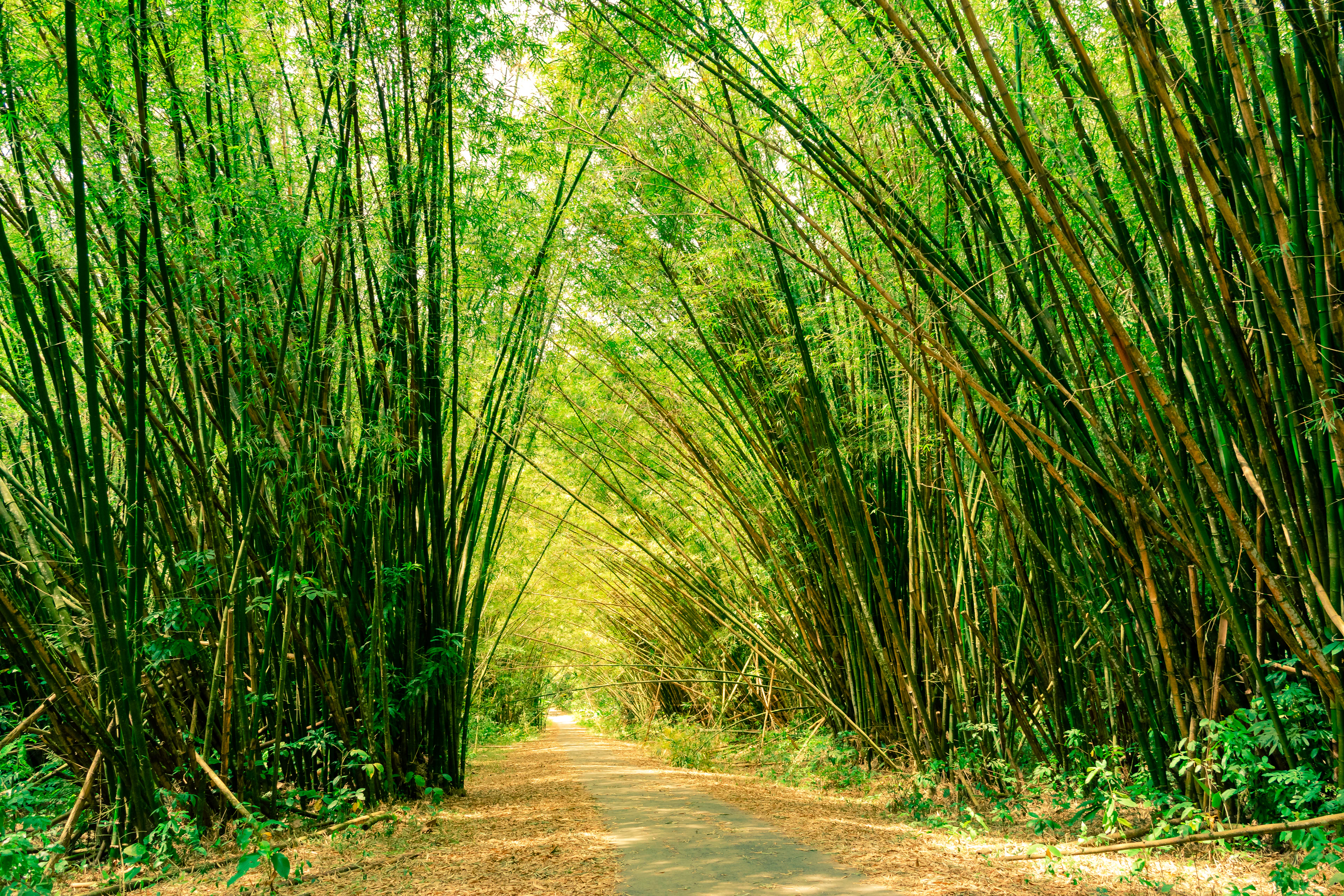 Trinidad and Tobago landscape