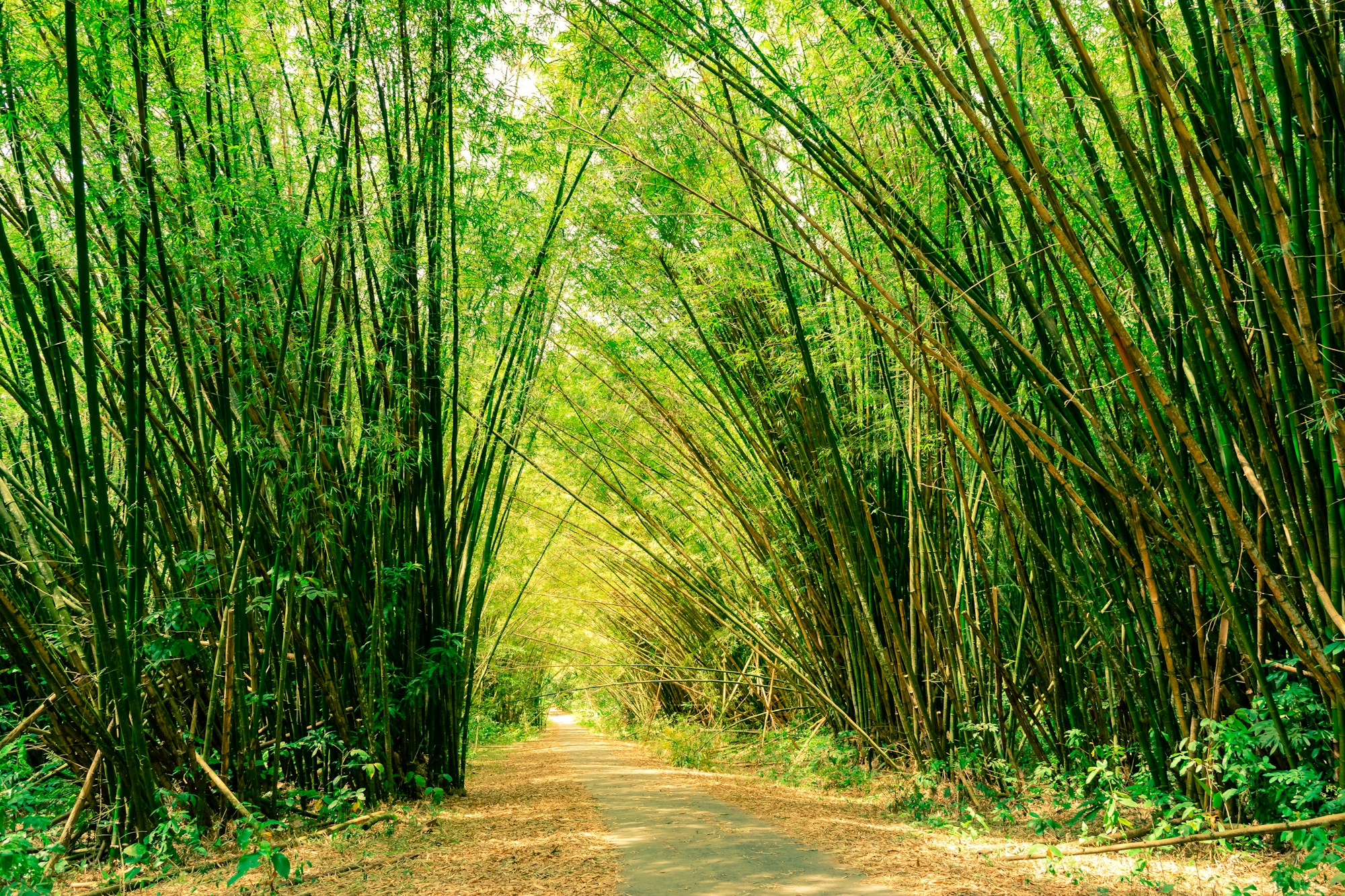 Discover Trinidad and Tobago: A Local's Travel Guide