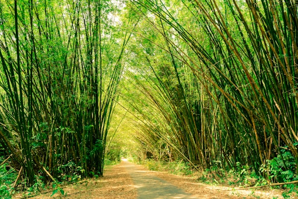 Discover Trinidad and Tobago: A Local's Travel Guide