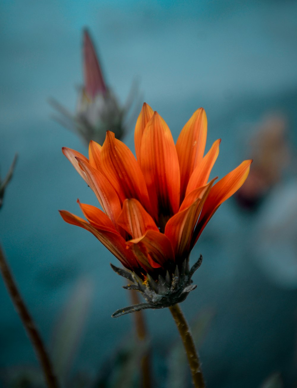 orange flower in tilt shift lens