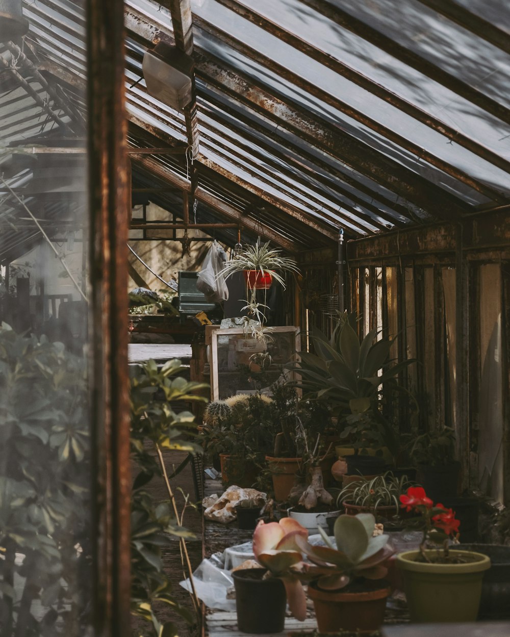 green plants inside a green house